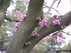 flowers09a (44)